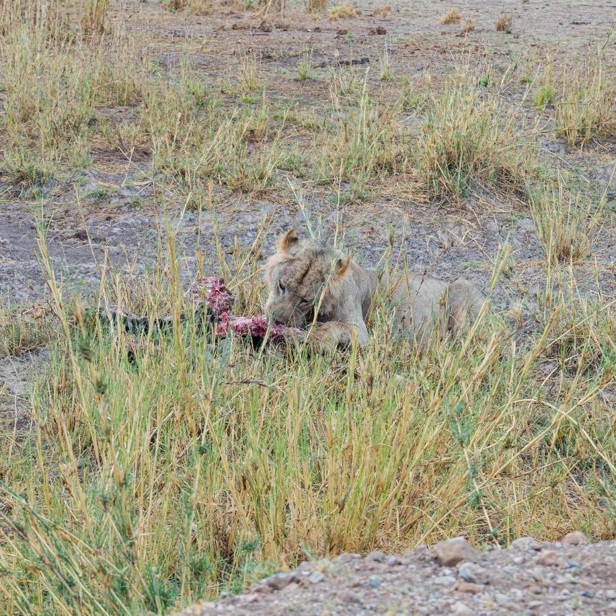 Wild Amboseli Ndovu Cottage. Bagian luar foto