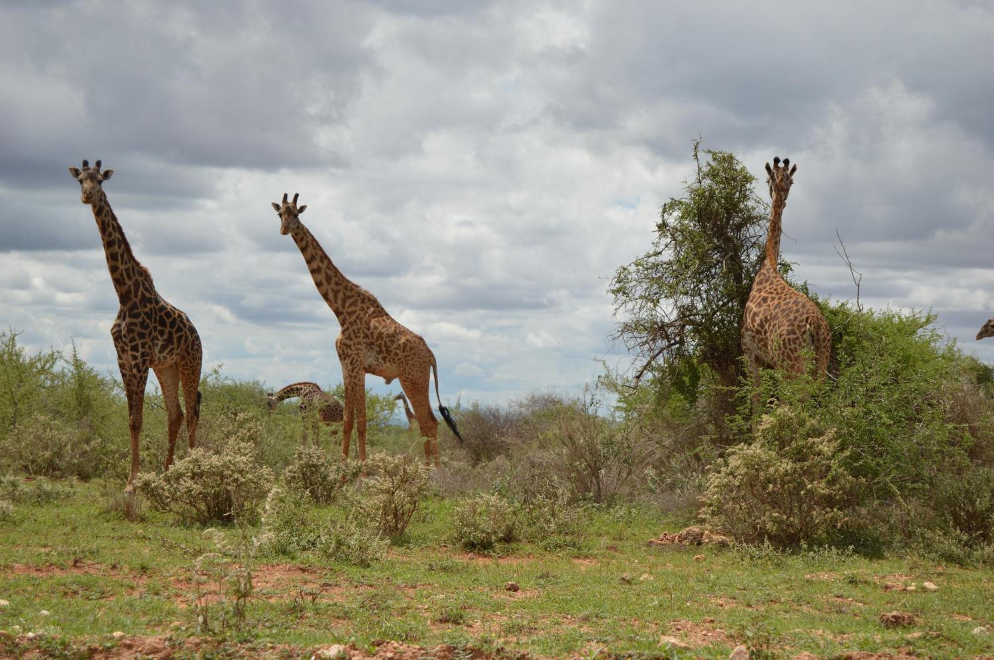 Wild Amboseli Ndovu Cottage. Bagian luar foto
