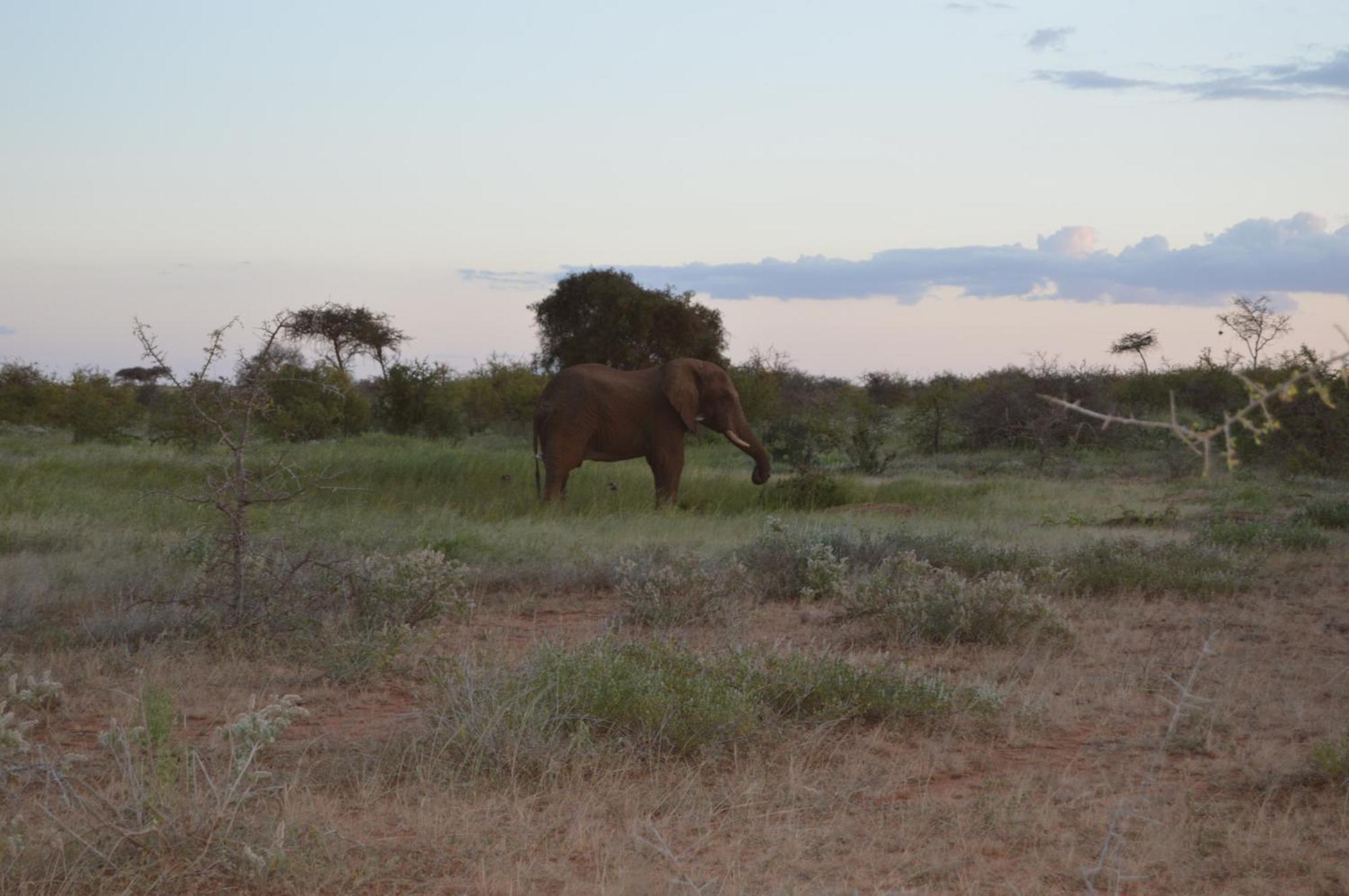 Wild Amboseli Ndovu Cottage. Bagian luar foto
